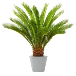 Pflanzgefäße*SIENA GARDEN Malaga Pflanzkübel